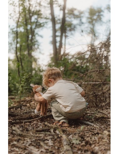 Zorro forest friends